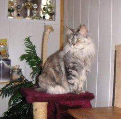 alice_01a.jpg