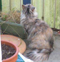 alice_08a.jpg