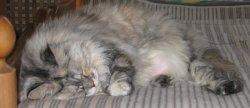 alice_12a.jpg
